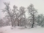 Through the forest from Taumevatn in heavy snow