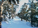 Day 42. Skiing on tracks through the forest between Lemonsjo and Luseter