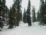 Day 67. The Flytningsloype ski run went through the spruce forest