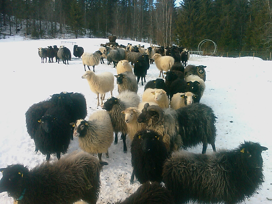 713-this-herd-of-sheep-were-kept-outside-to-enhance-their-fleeces.jpg