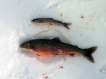 Day 72. The ice fishermans goal is a half kilo roye or roding which is possibly arctic char in english
