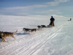Day 101. A dog sledge team with faster Alaskan huskies near Meekonjarvi