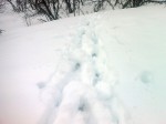 Days 102. Half metre deep ski tracks in sugar snow above Njallaavzi canyon