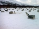 Day 92 The dogs shun their kennels and most are full of snow