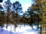 Day 96. The beautiful and well preserved pine forest in Dividalen valley