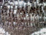 Day 122. One of the main products of Merhamn is dried cod drying here on racks