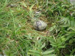 Day 168.1 A terns  simple nest and egg on a rocky islet in Bergsfjord Day 168.1 A terns  simple nest and egg on a rocky islet in Bergsfjord