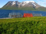 Day 169.5 Fishdrying racks and a meadow of yellow globe flower with the unimpressive side of Kagtind in the background Day 169.5 Fishdrying racks and a meadow of yellow globe flower with the unimpressive side of Kagtind in the background