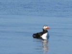 Day 181.2 A puffin in the bay between Tysnes and Tranoy