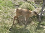 Day 159.1 A reindeer calf grazing outside the window of the barn