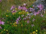 Day 182.2 The grass at the edge of the bay was full of wild flowers with these being Ragged Robin
