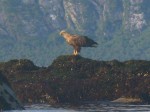 Day 188.1 A sea eagle on a skerry beside my campsite near Fore south of Kunna