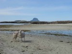 Day 190.2 Sheep on another beach on Sandvaer with the puffin colony island of Lovund in the distance