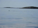 Day 190.4 An otter swimming between skerries in the Sandvaer archipeligo