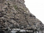 Day 138. 2 The kittiwake colony on the striated cliffs on the south side of Ekkeroy