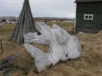 Day 139.2 A whale skull in a garden at Skallelv