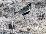Day 140.3 A Golden Plover in the village of Kiberg