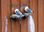 Day 141.4 Kittiwakes nesting on purpose built ledges on the museum in Vardo