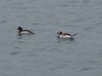 Day 155.1 A pair of Long Tailed Ducks, or Havelle, in Mehamn harbour